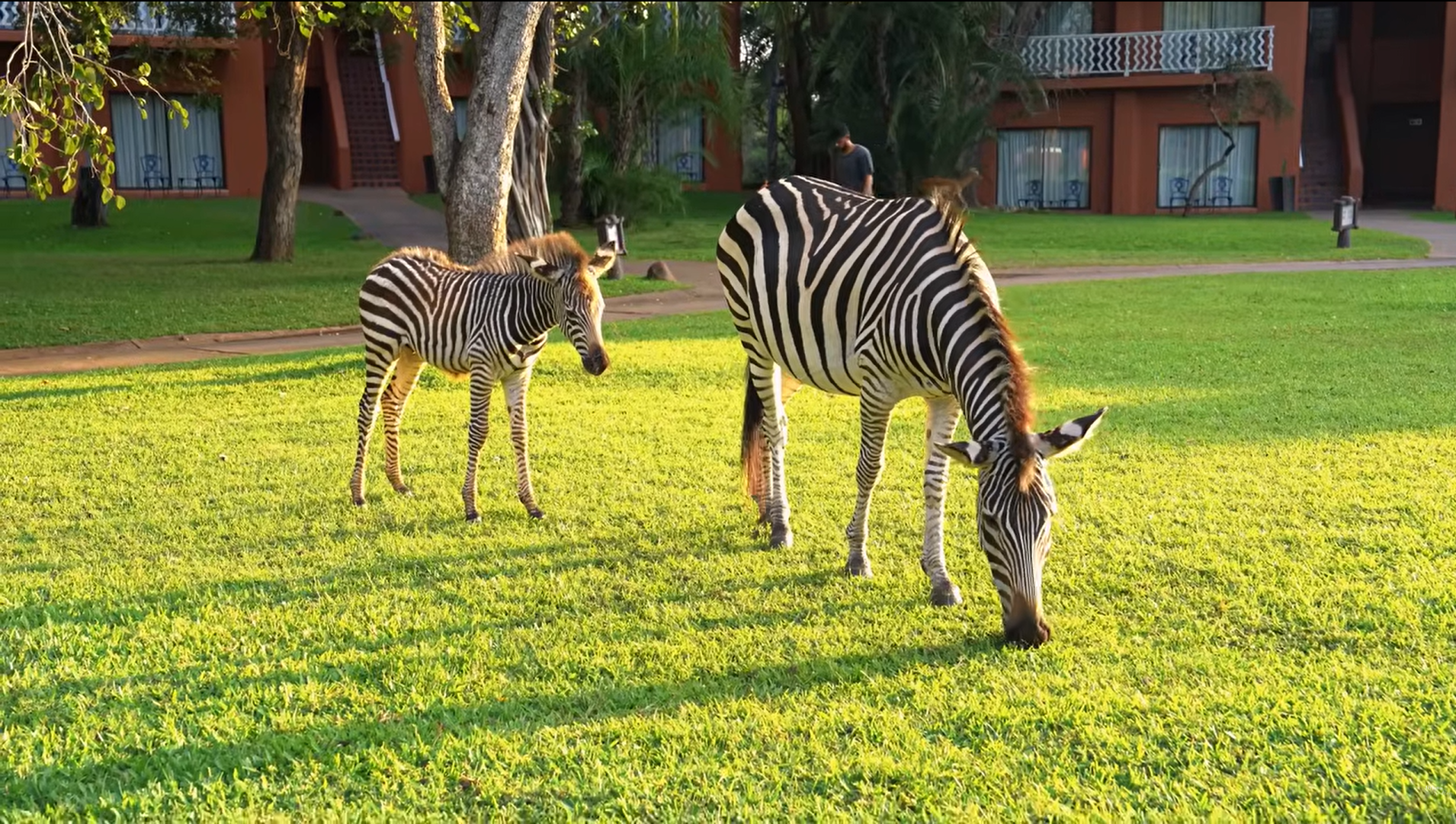 Wildlife at Your Door